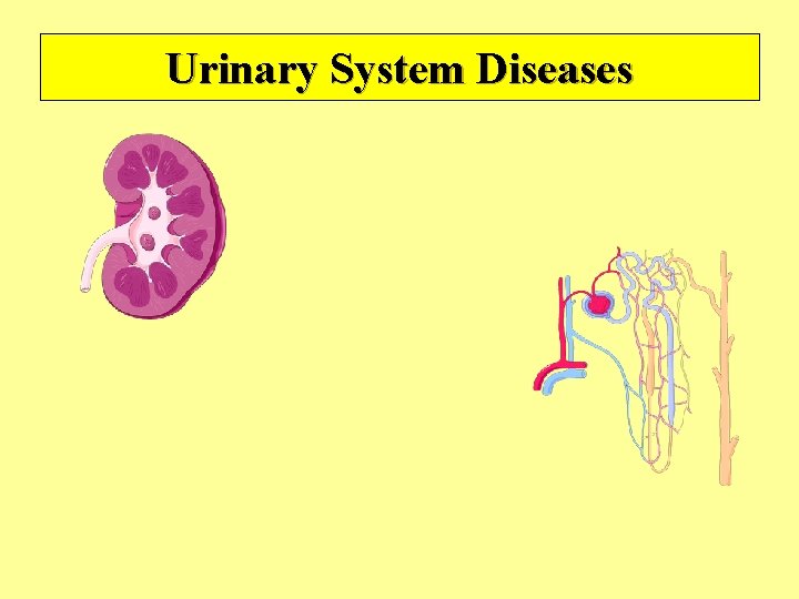 Urinary System Diseases 