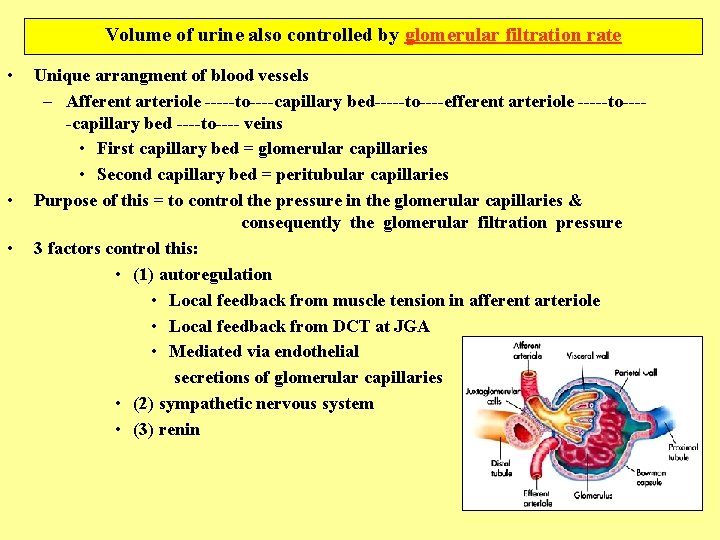 Volume of urine also controlled by glomerular filtration rate • • • Unique arrangment