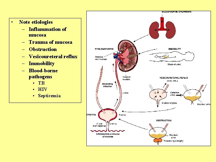  • Note etiologies – Inflammation of mucosa – Trauma of mucosa – Obstruction