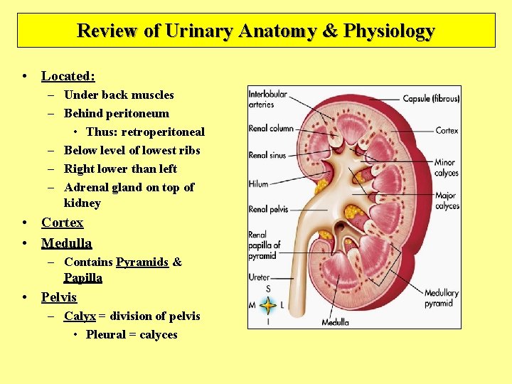 Review of Urinary Anatomy & Physiology • Located: – Under back muscles – Behind