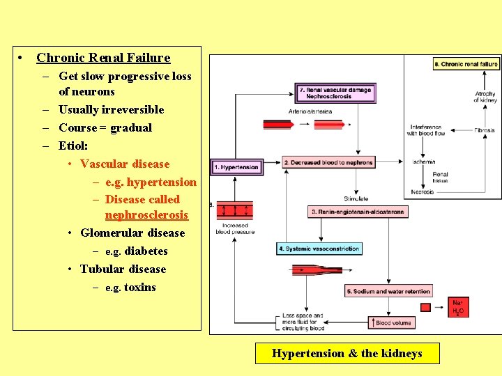  • Chronic Renal Failure – Get slow progressive loss of neurons – Usually