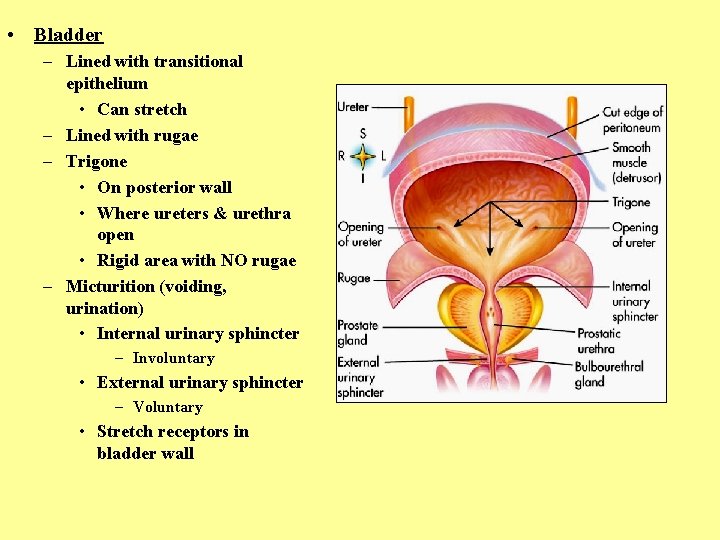  • Bladder – Lined with transitional epithelium • Can stretch – Lined with