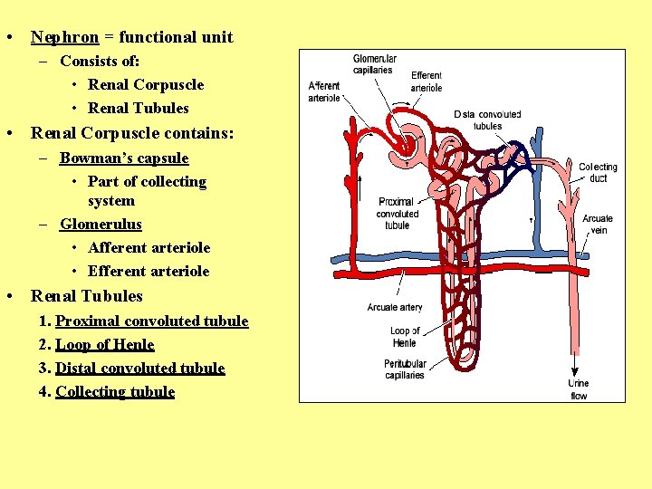  • Nephron = functional unit – Consists of: • Renal Corpuscle • Renal