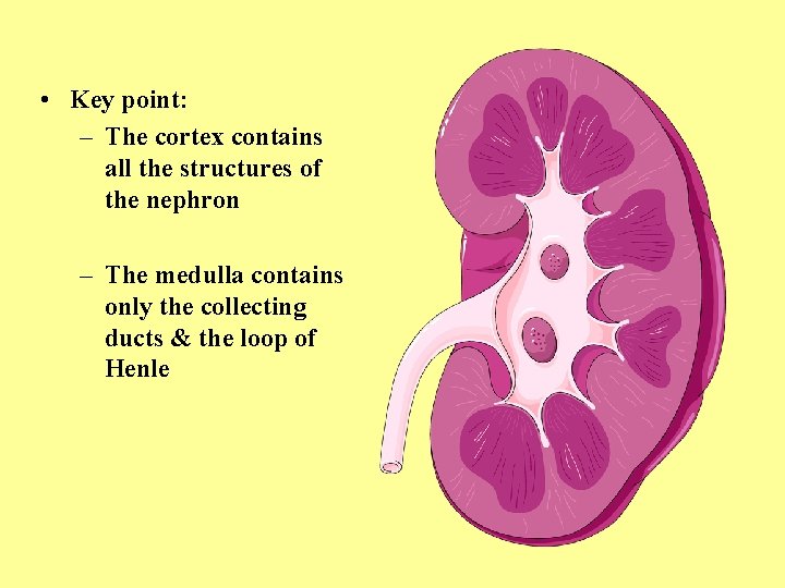  • Key point: – The cortex contains all the structures of the nephron