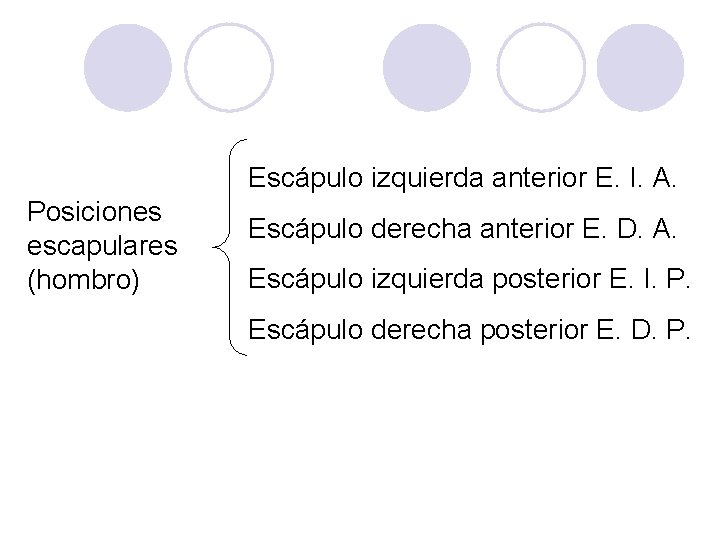 Escápulo izquierda anterior E. I. A. Posiciones escapulares (hombro) Escápulo derecha anterior E. D.