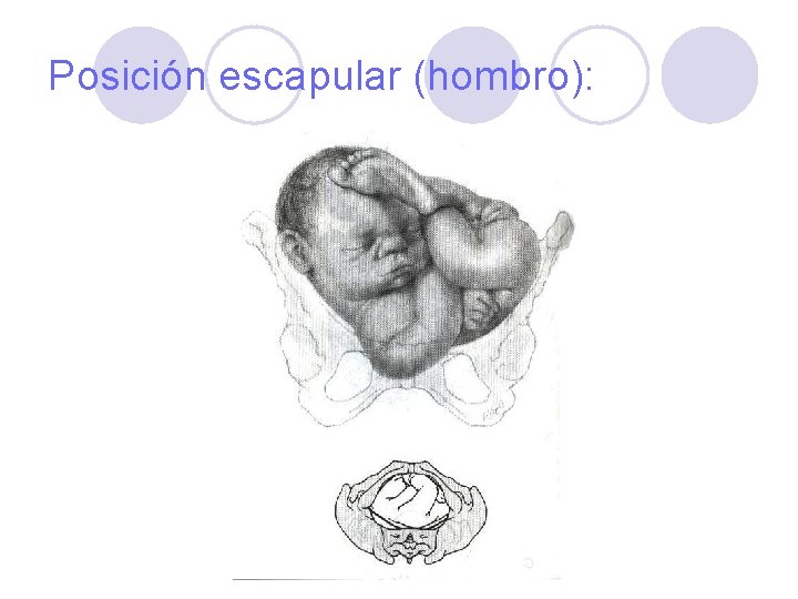 Posición escapular (hombro): 