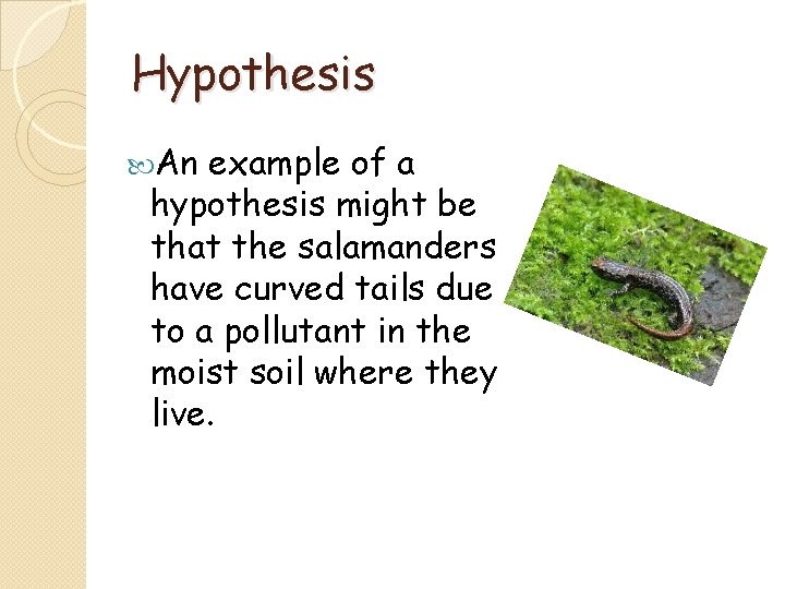 Hypothesis An example of a hypothesis might be that the salamanders have curved tails