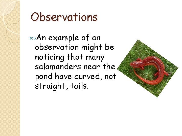 Observations An example of an observation might be noticing that many salamanders near the