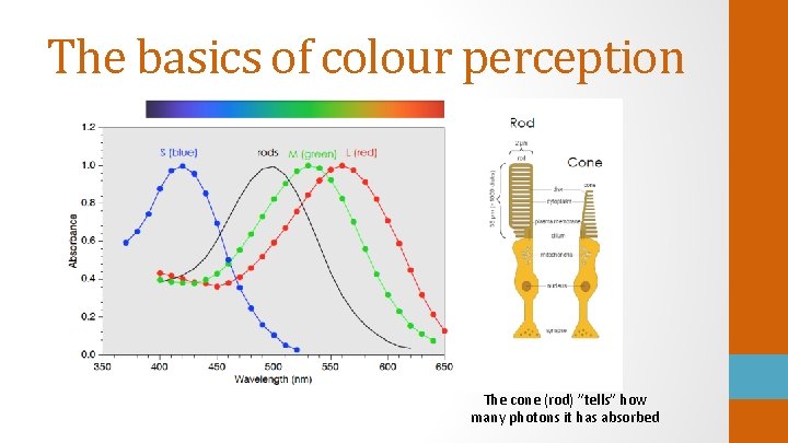 The basics of colour perception The cone (rod) ”tells” how many photons it has