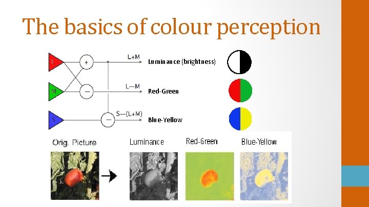 The basics of colour perception Luminance (brightness) Red-Green Blue-Yellow 