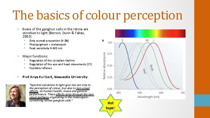 The basics of colour perception • Some of the ganglion cells in the retina