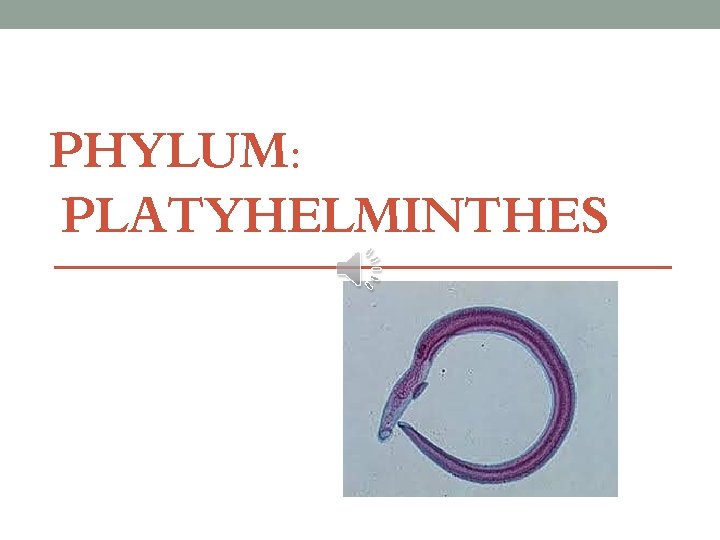 PHYLUM: PLATYHELMINTHES 