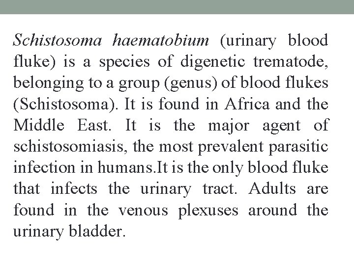 Schistosoma haematobium (urinary blood fluke) is a species of digenetic trematode, belonging to a