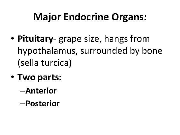 Major Endocrine Organs: • Pituitary- grape size, hangs from hypothalamus, surrounded by bone (sella