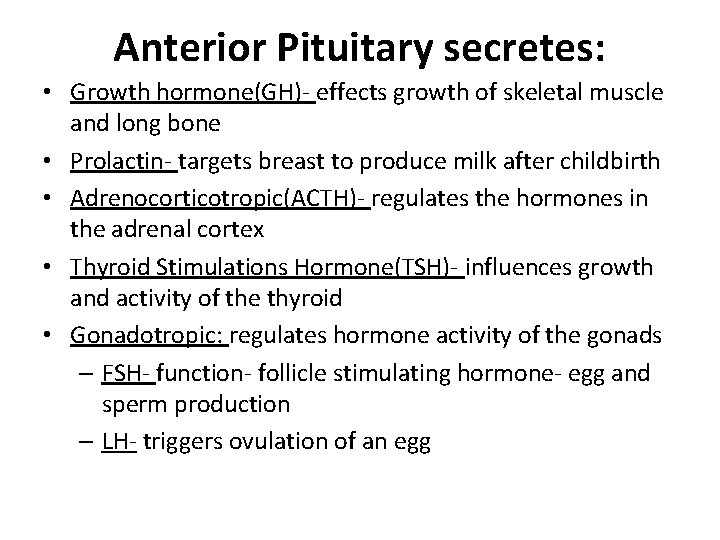 Anterior Pituitary secretes: • Growth hormone(GH)- effects growth of skeletal muscle and long bone
