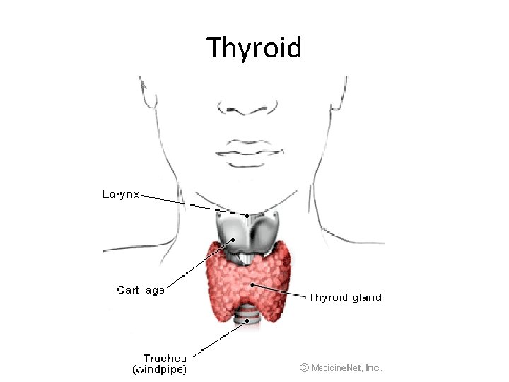 Thyroid 