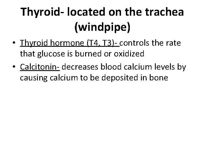 Thyroid- located on the trachea (windpipe) • Thyroid hormone (T 4, T 3)- controls