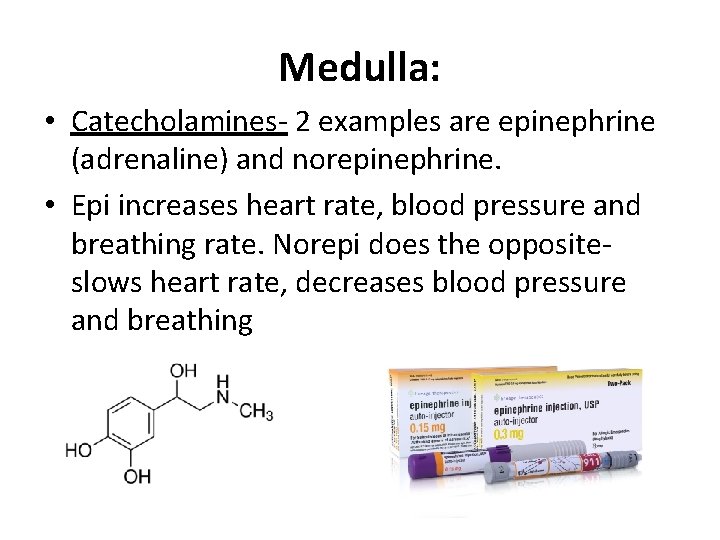 Medulla: • Catecholamines- 2 examples are epinephrine (adrenaline) and norepinephrine. • Epi increases heart