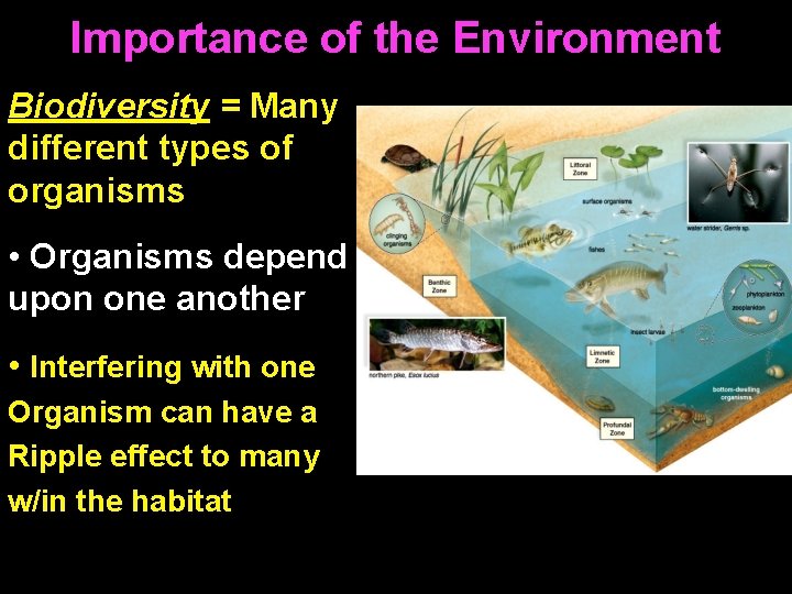 Importance of the Environment Biodiversity = Many different types of organisms • Organisms depend