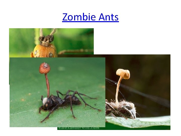 Zombie Ants 