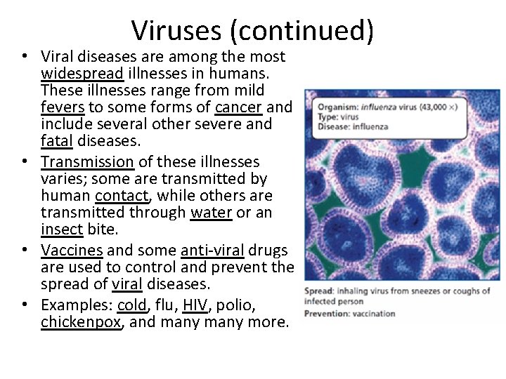 Viruses (continued) • Viral diseases are among the most widespread illnesses in humans. These