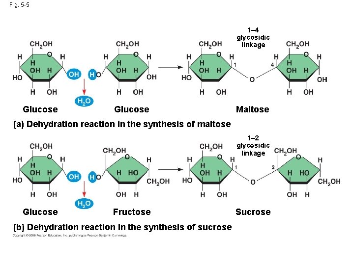 Fig. 5 -5 1– 4 glycosidic linkage Glucose Maltose (a) Dehydration reaction in the Fig. 5 -5 1– 4 glycosidic linkage Glucose Maltose (a) Dehydration reaction in the