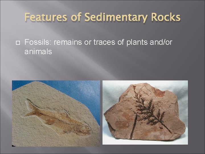Features of Sedimentary Rocks Fossils: remains or traces of plants and/or animals 