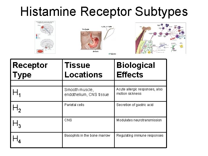 Histamine Receptor Subtypes Receptor Type Tissue Locations Biological Effects H 1 Smooth muscle, endothelium,