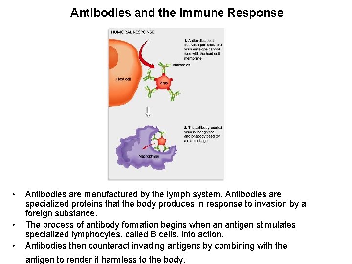 Antibodies and the Immune Response • • • Antibodies are manufactured by the lymph