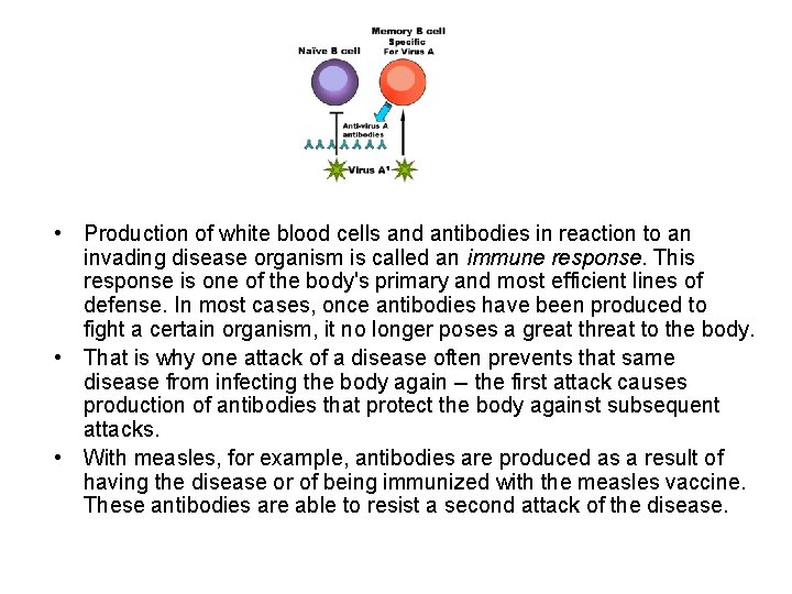  • Production of white blood cells and antibodies in reaction to an invading