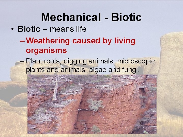Mechanical - Biotic • Biotic – means life – Weathering caused by living organisms Mechanical - Biotic • Biotic – means life – Weathering caused by living organisms
