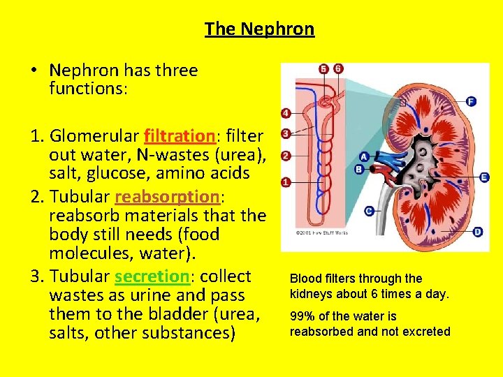 The Nephron • Nephron has three functions: 1. Glomerular filtration: filter out water, N-wastes