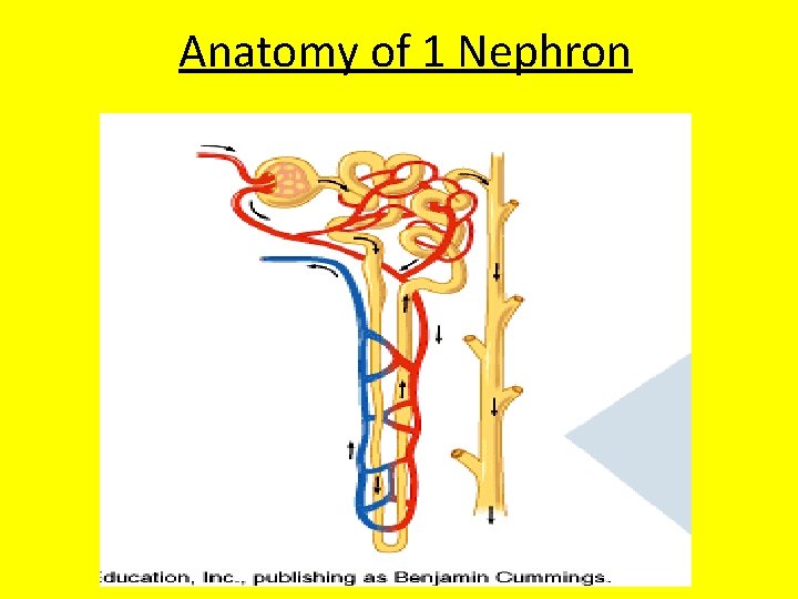 Anatomy of 1 Nephron 