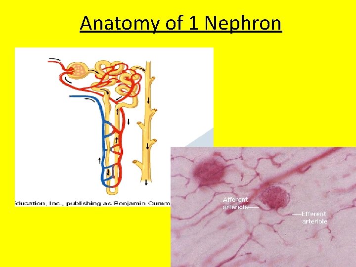 Anatomy of 1 Nephron 