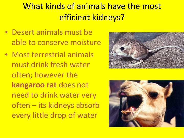 What kinds of animals have the most efficient kidneys? • Desert animals must be