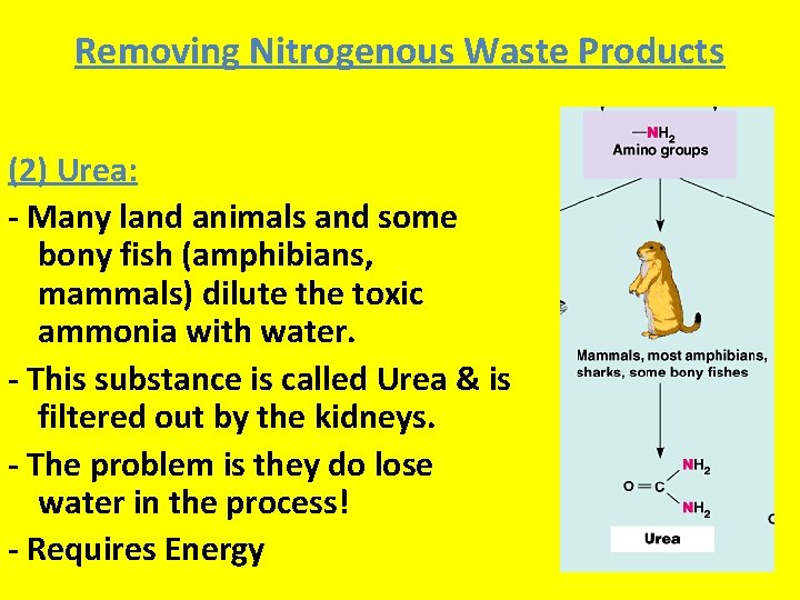 Removing Nitrogenous Waste Products (2) Urea: - Many land animals and some bony fish