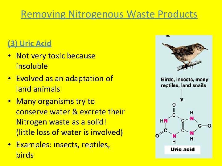 Removing Nitrogenous Waste Products (3) Uric Acid • Not very toxic because insoluble •