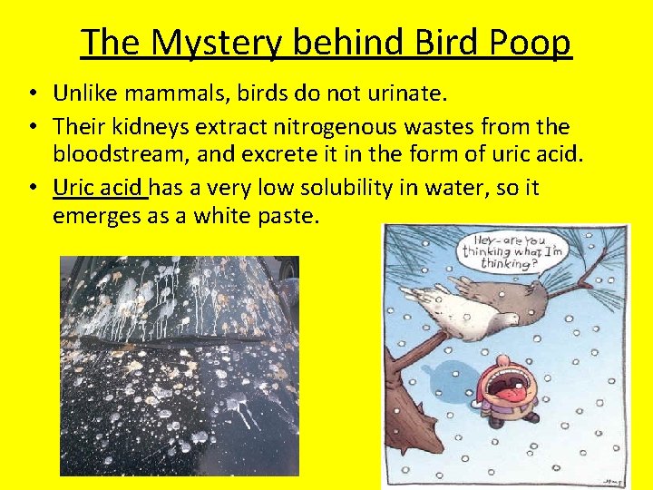 The Mystery behind Bird Poop • Unlike mammals, birds do not urinate. • Their