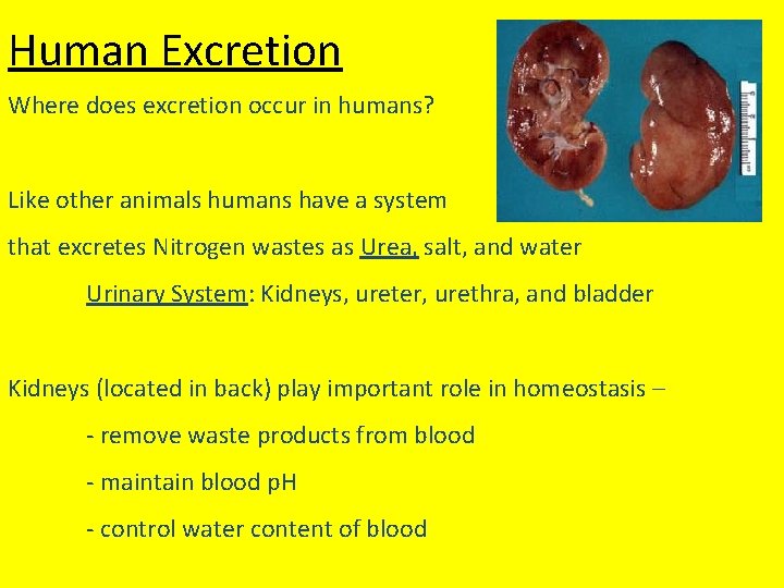 Human Excretion Where does excretion occur in humans? Like other animals humans have a