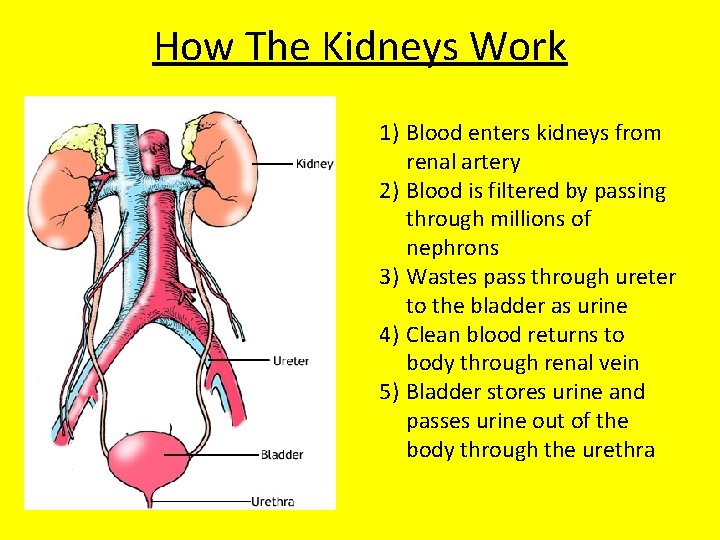 How The Kidneys Work 1) Blood enters kidneys from renal artery 2) Blood is
