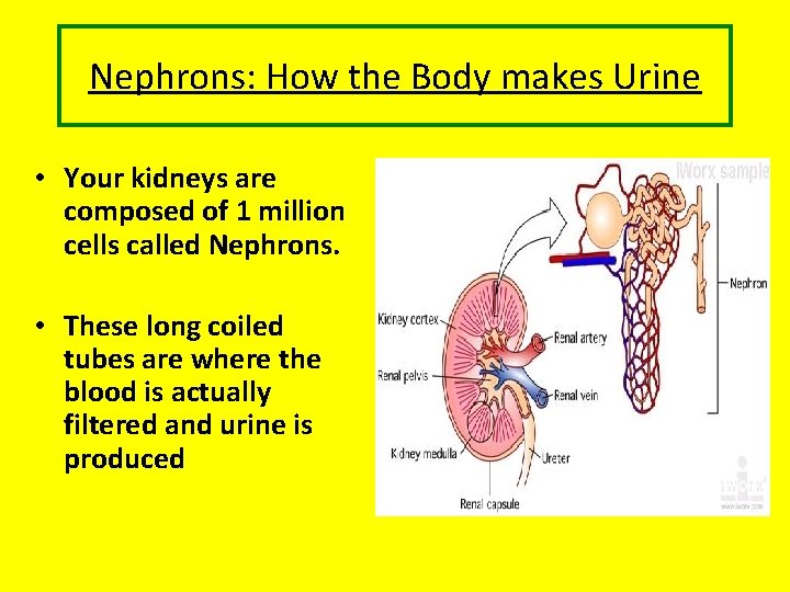 Nephrons: How the Body makes Urine • Your kidneys are composed of 1 million