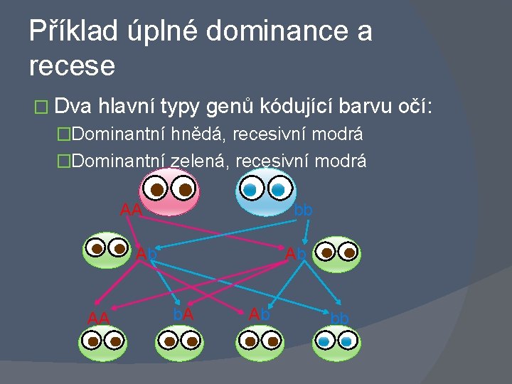 Příklad úplné dominance a recese � Dva hlavní typy genů kódující barvu očí: �Dominantní