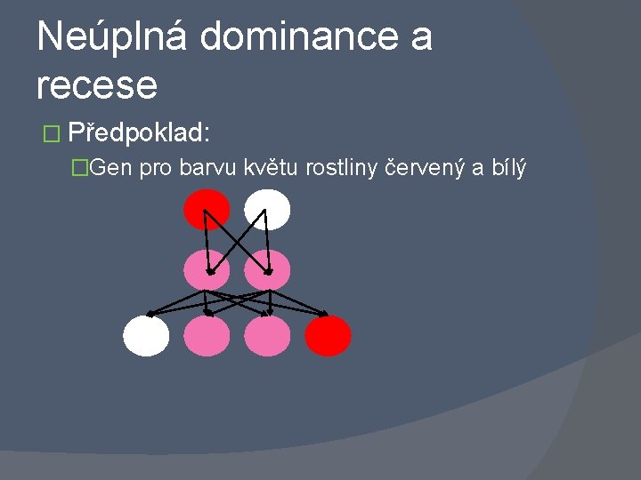 Neúplná dominance a recese � Předpoklad: �Gen pro barvu květu rostliny červený a bílý