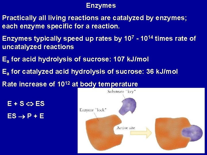 Enzymes Practically all living reactions are catalyzed by enzymes; each enzyme specific for a