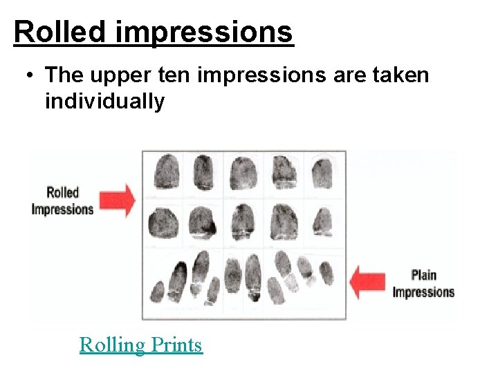 Rolled impressions • The upper ten impressions are taken individually Rolling Prints 