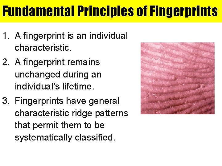 Fundamental Principles of Fingerprints 1. A fingerprint is an individual characteristic. 2. A fingerprint