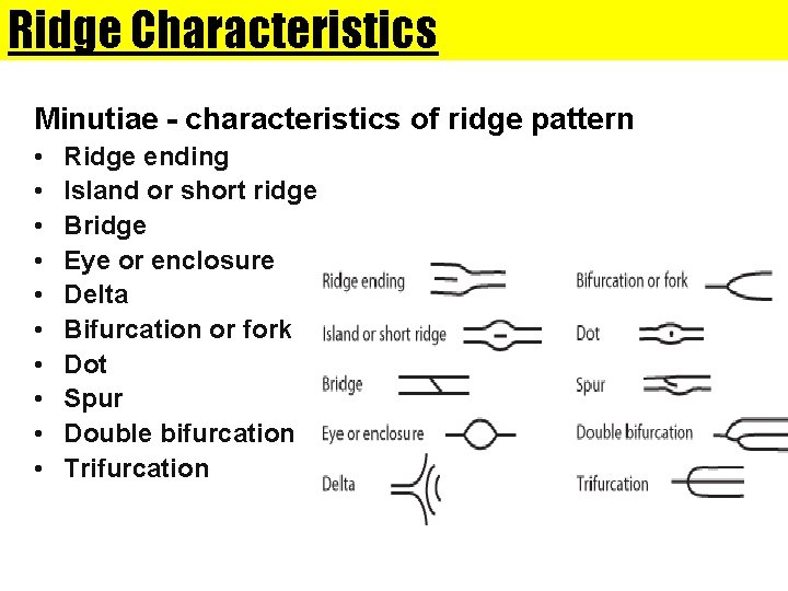 Ridge Characteristics Minutiae - characteristics of ridge pattern • • • Ridge ending Island