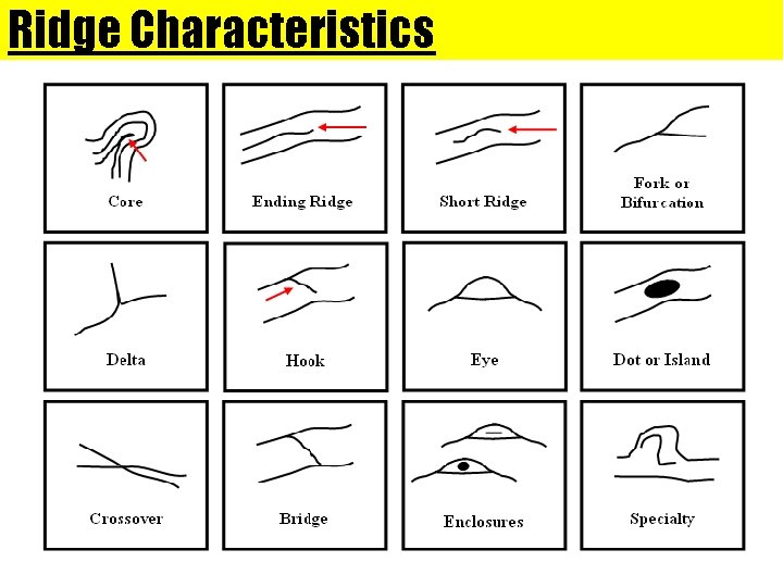 Ridge Characteristics 