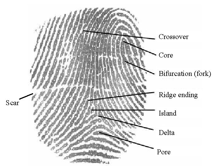 Crossover Core Bifurcation (fork) Scar Ridge ending Island Delta Pore 