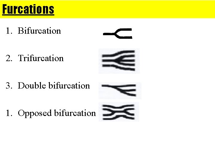 Furcations 1. Bifurcation 2. Trifurcation 3. Double bifurcation 1. Opposed bifurcation 